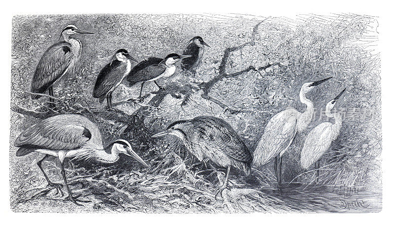 灰鹭(Ardea cinerea)是苍鹭科的一种鸟类。是铁路家族的一员。欧亚麻鹭或大麻鹭(Botaurus stellaris)和大白鹭(Ardea alba)，也被称为白鹭。复古水鸟插画。